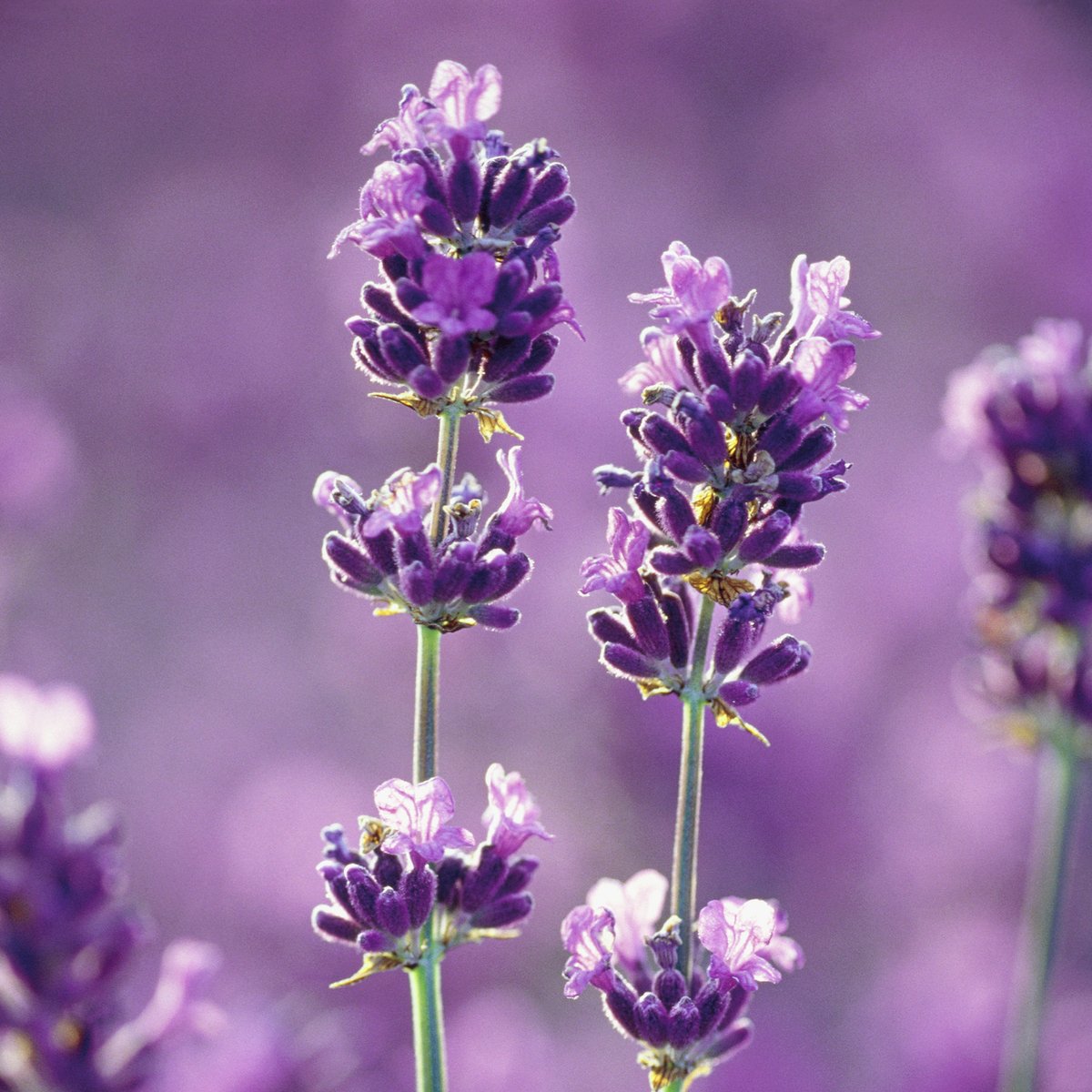 Glade Gel Air Freshener Lavender - 180g - 105mm x 94mm x 68mm - Odour Control