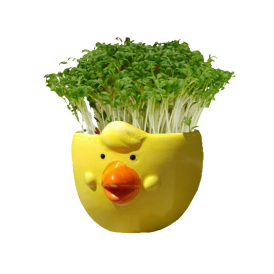 Mr Fothergill's Cress Chick Grow Kit - Assorted