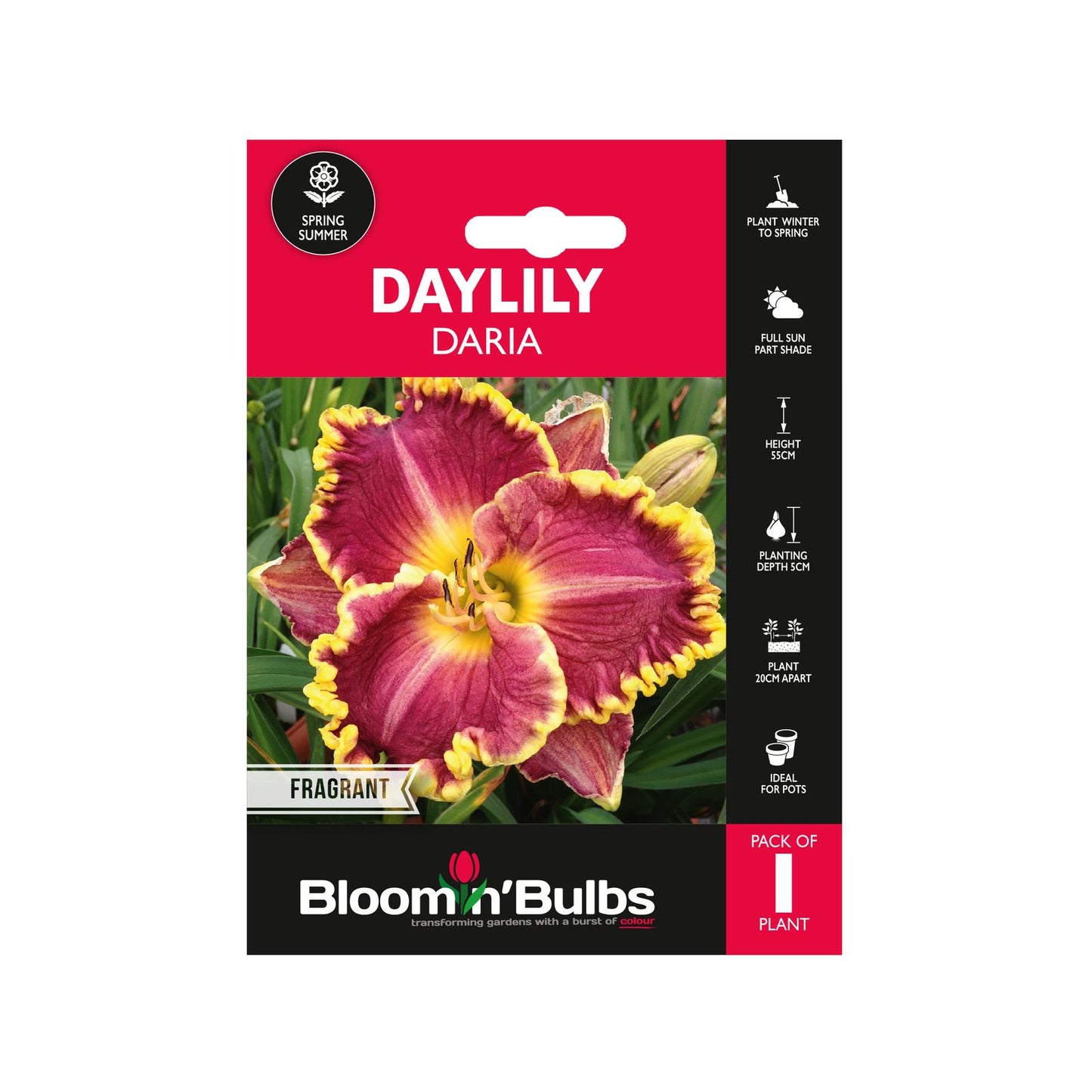 Bloomin Bulbs Daylily Daria - 193 x 130 x 60mm