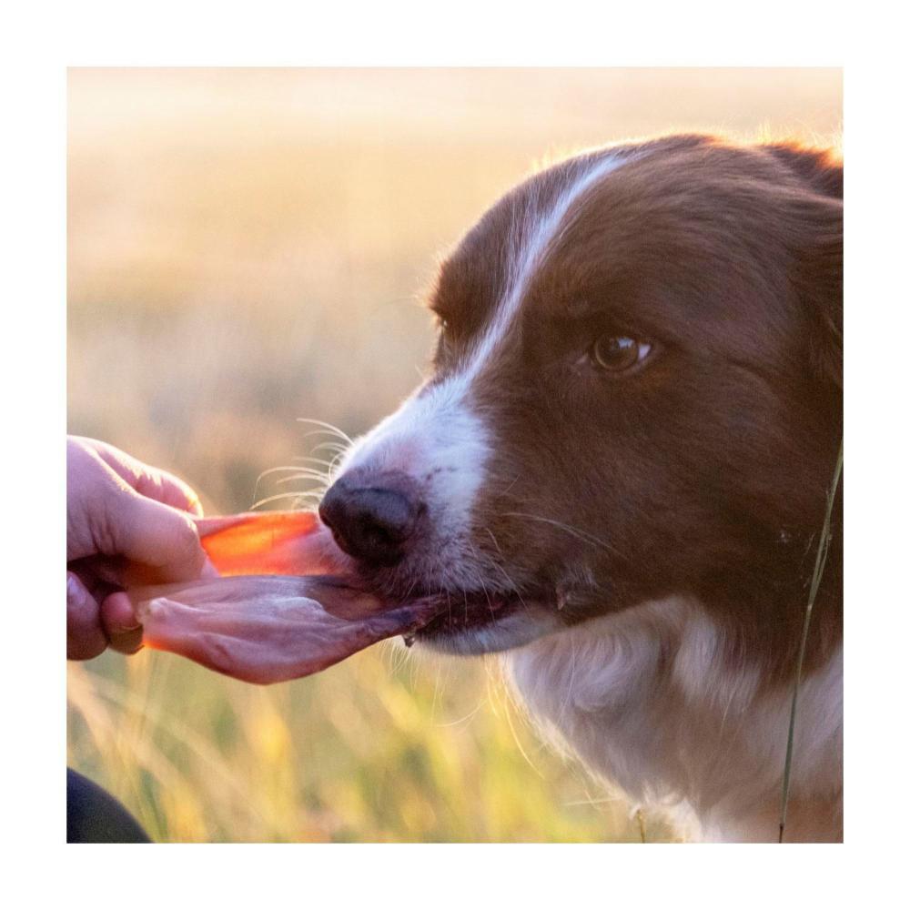Pawk Chewy Pork Ear Dog Treat - 1 Pack