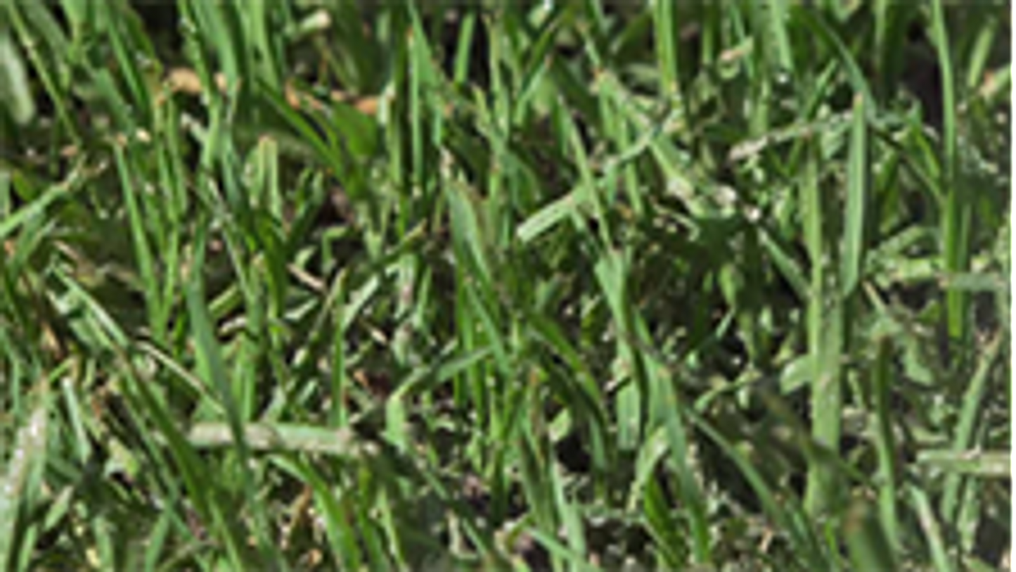Yates Buffalopro Hose on Lawn Weed Killer - 4L