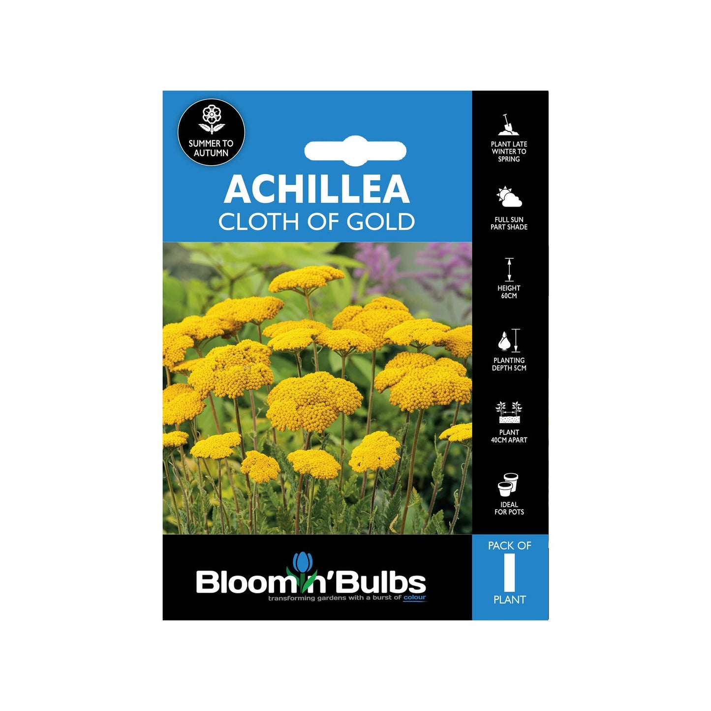 Bloomin Bulbs Achillea Cloth of Gold - 193 x 130 x 60mm