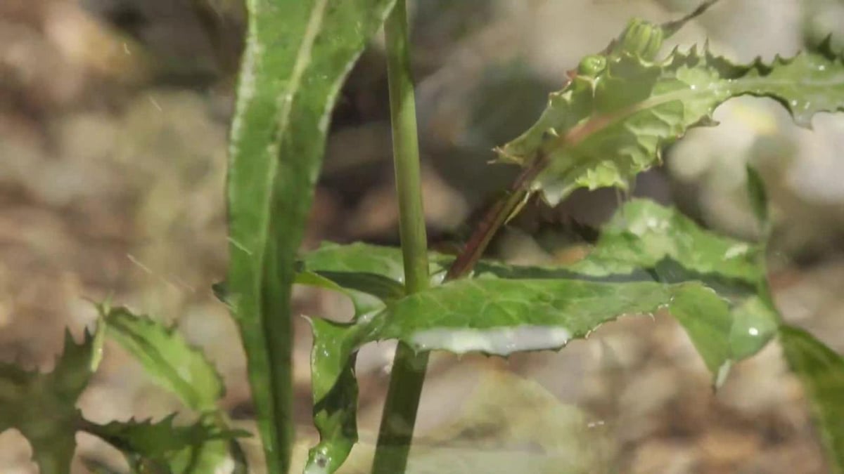 OCP Slasher Weedkiller Concentrate 5L Organic Fast Action Control