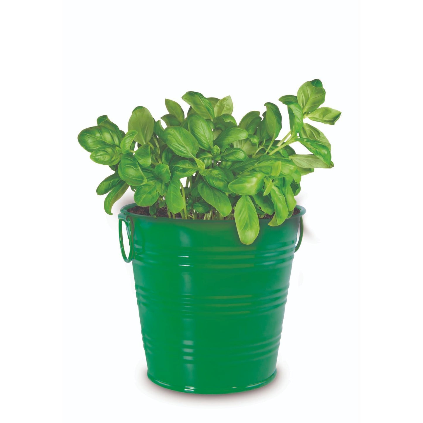 Mr Fothergill Basil Grow Kit