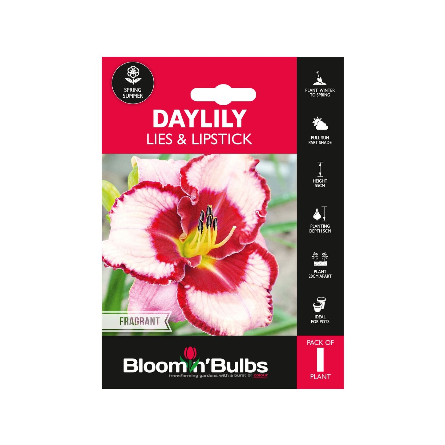 Bloomin Bulbs Daylily Lies N Lipstick - 193 x 130mm
