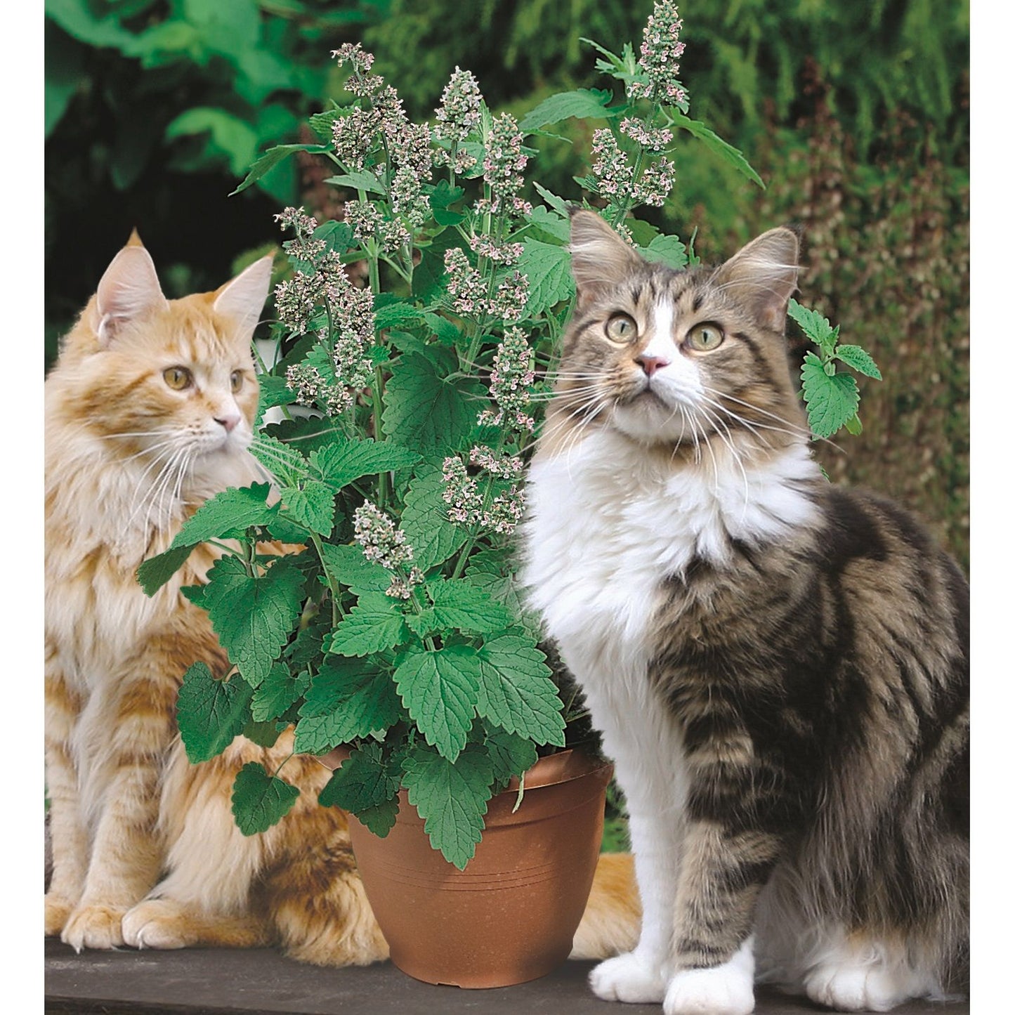 Mr Fothergill's Cat Nip Seed Raiser Kit