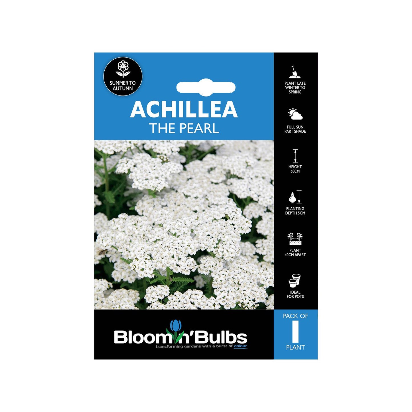 Bloomin Bulbs Achillea the Pearl - 193 x 130 x 60mm