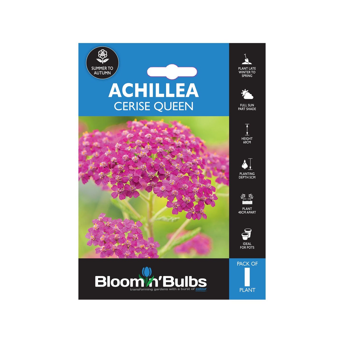 Bloomin Bulbs Achillea Cerise Queen - 193 x 130mm