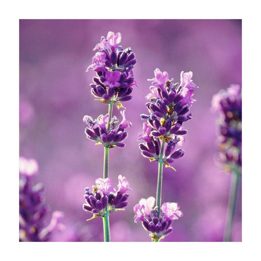 Glade Solid Air Freshener Lavender - 180g