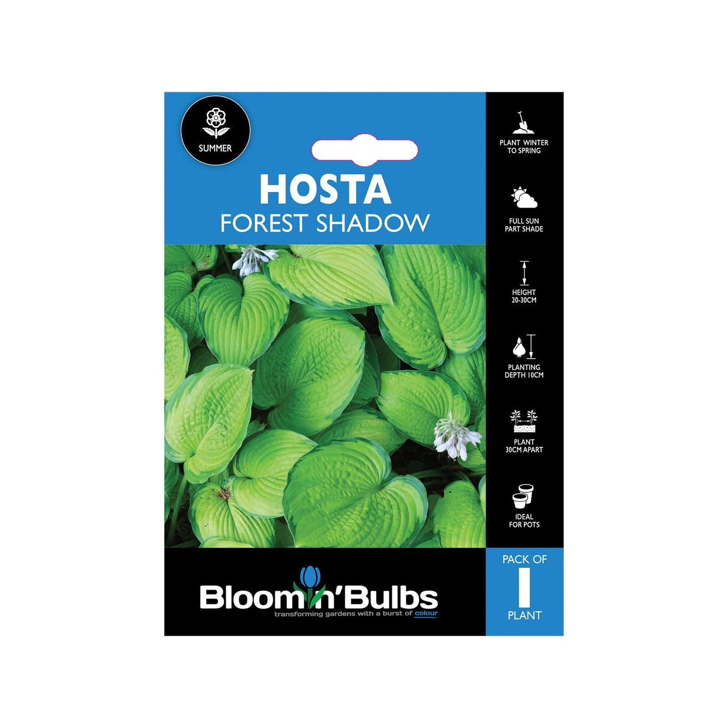 Bloomin Bulbs Hosta Forest Shadows - 193 x 130 x 60mm