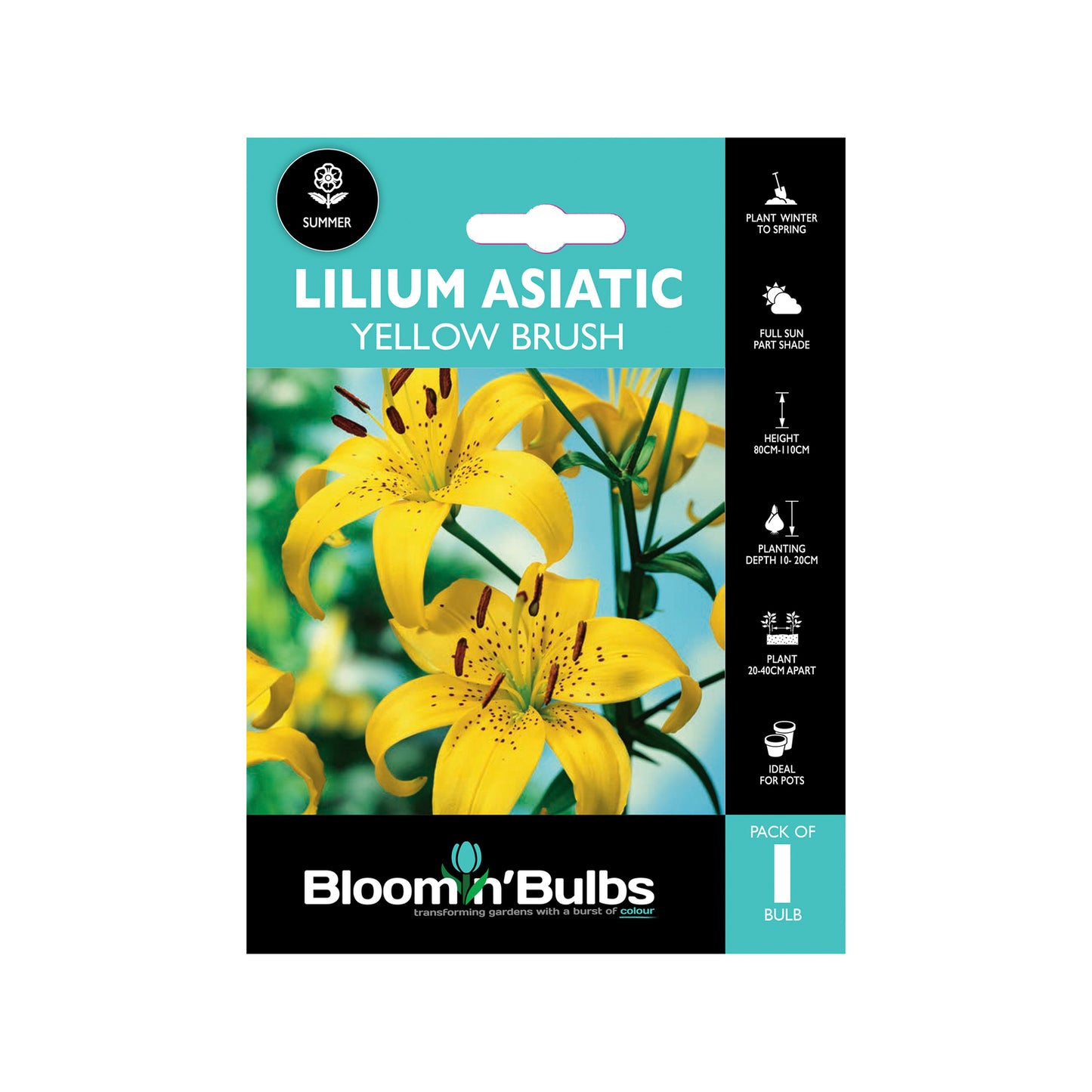 Bloomin Bulbs Lilium Asiatic - 1 Pack