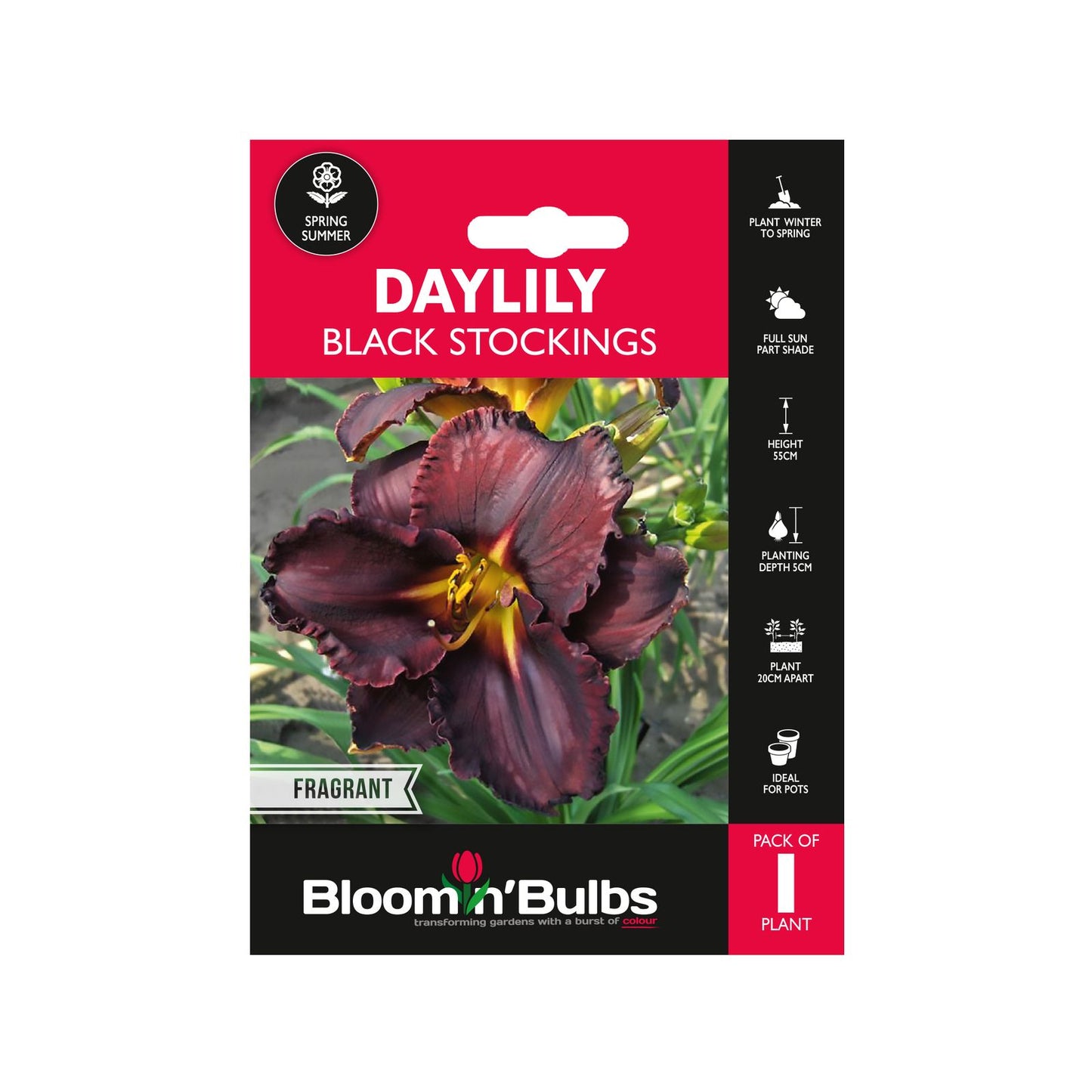 Bloomin Bulbs Summer Daylily - 193 x 130 x 60mm - Dark Maroon