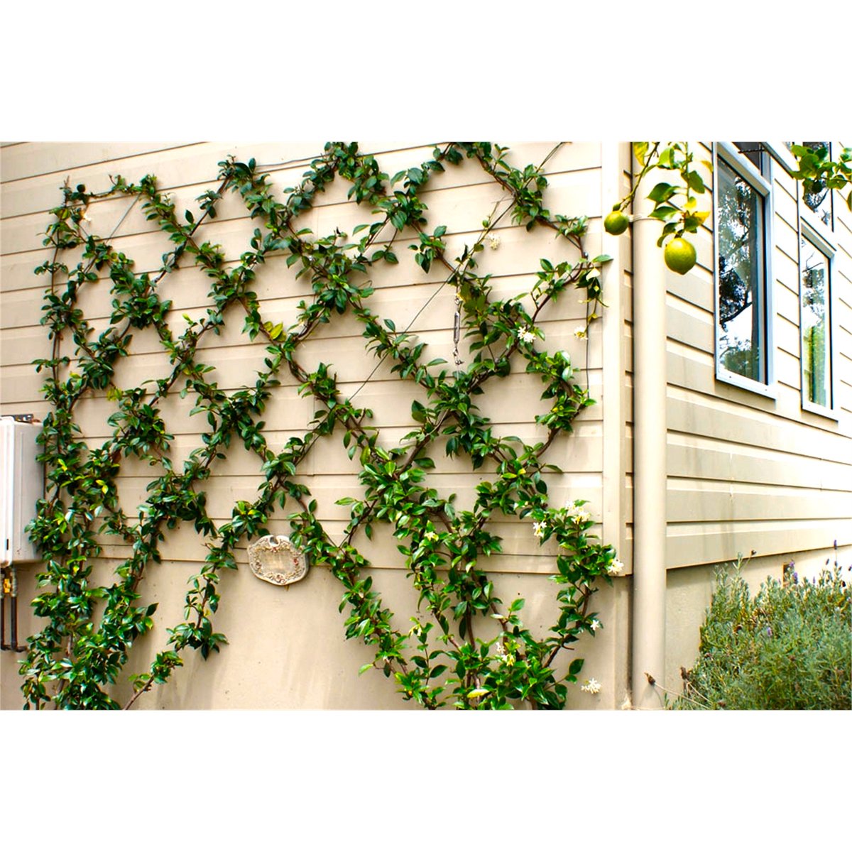 Jack Grip and Grow Trellis Kit 5m Galvanised Wire Strong Support