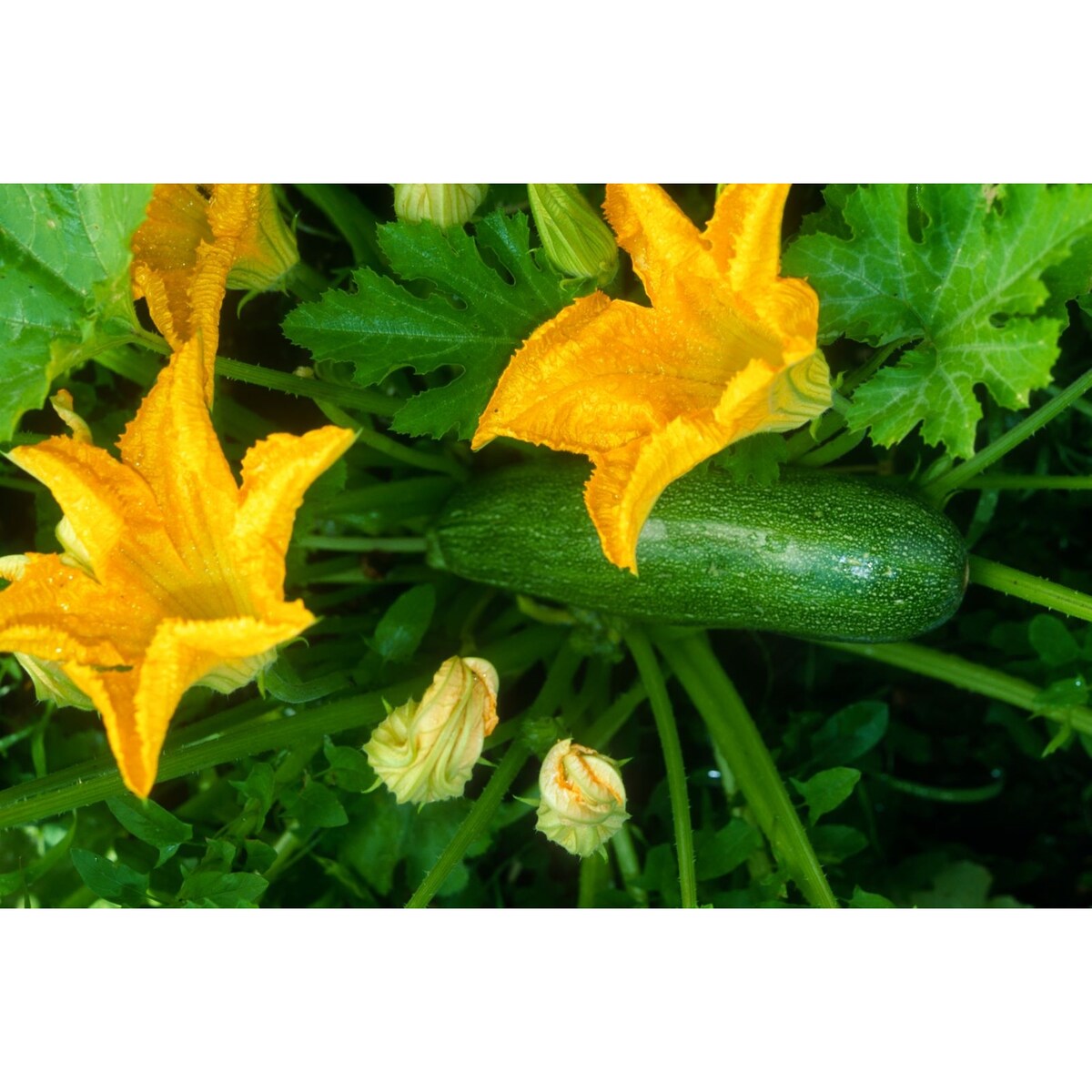 Yates Zucchini Blackjack Seeds 2 G