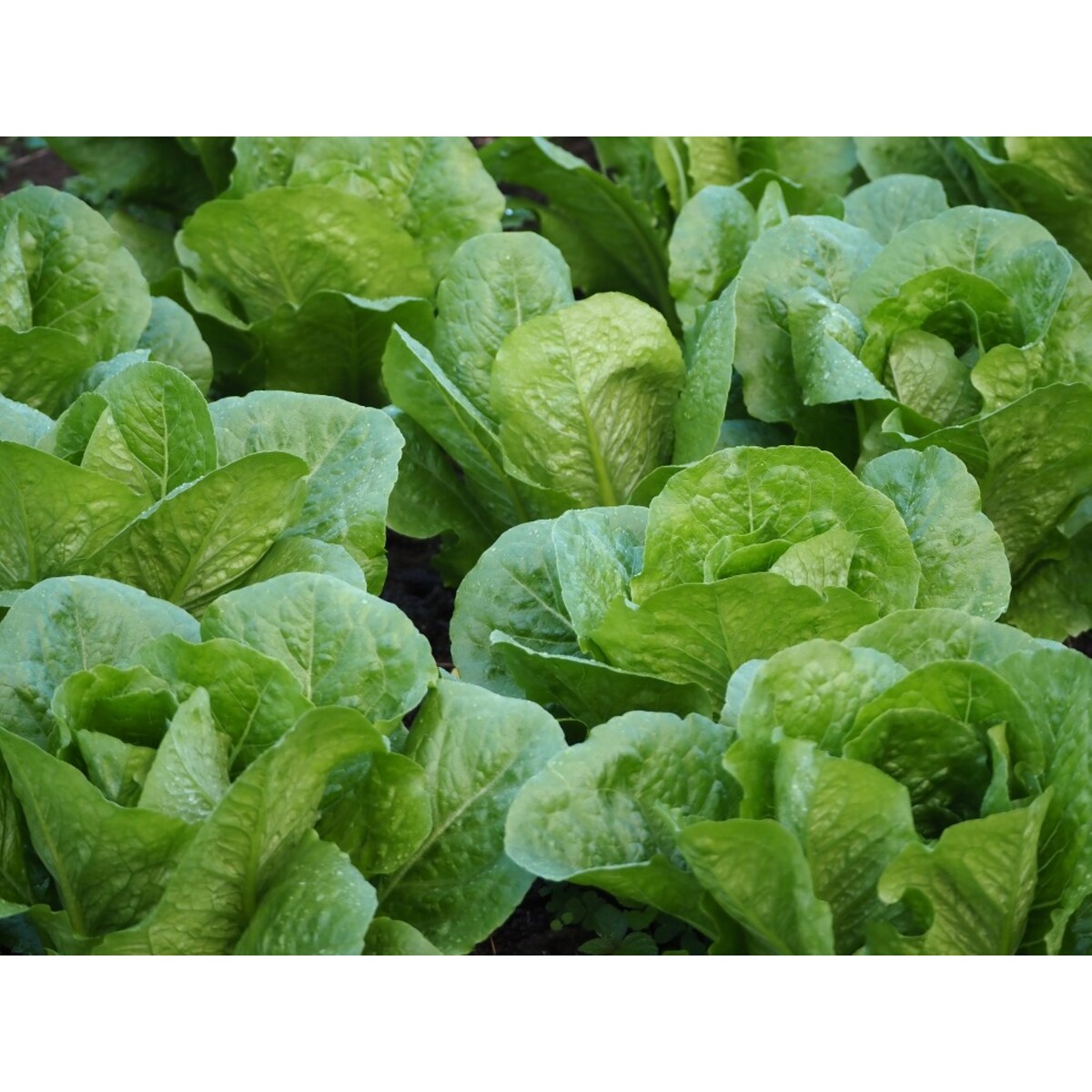 Yates Lettuce Salad Mix Seeds 0.5 G
