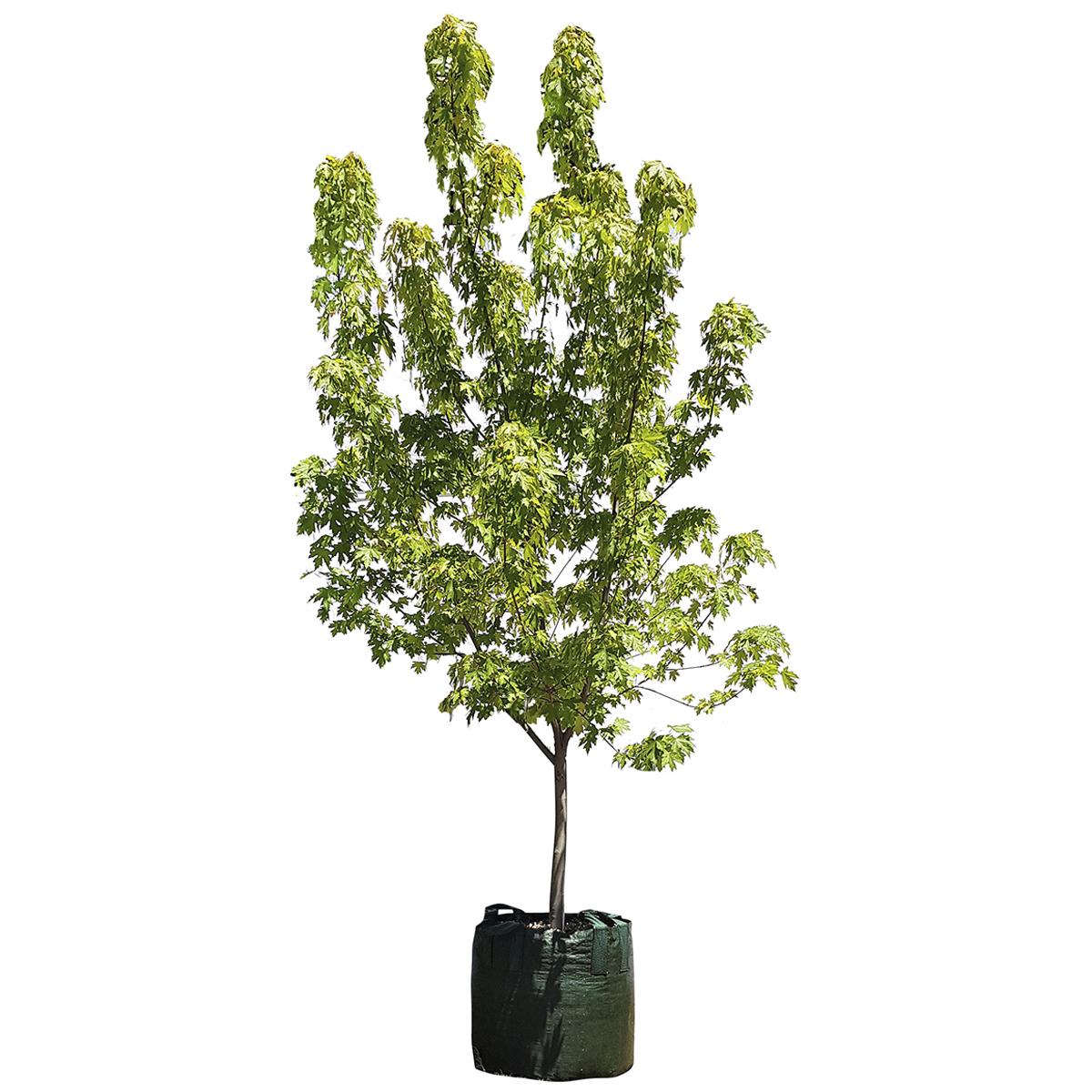 Acer Rubrum Autumn Blaze 4 x 100LT