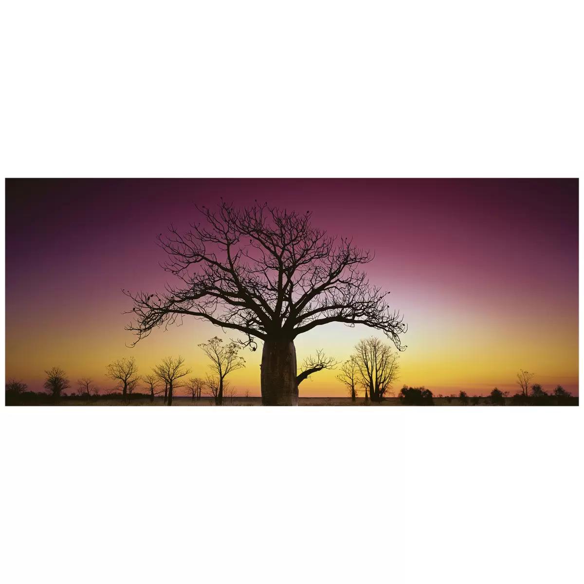 Ken Duncan Kimberley Boab WA Framed Print 127.6 x 67.6cm