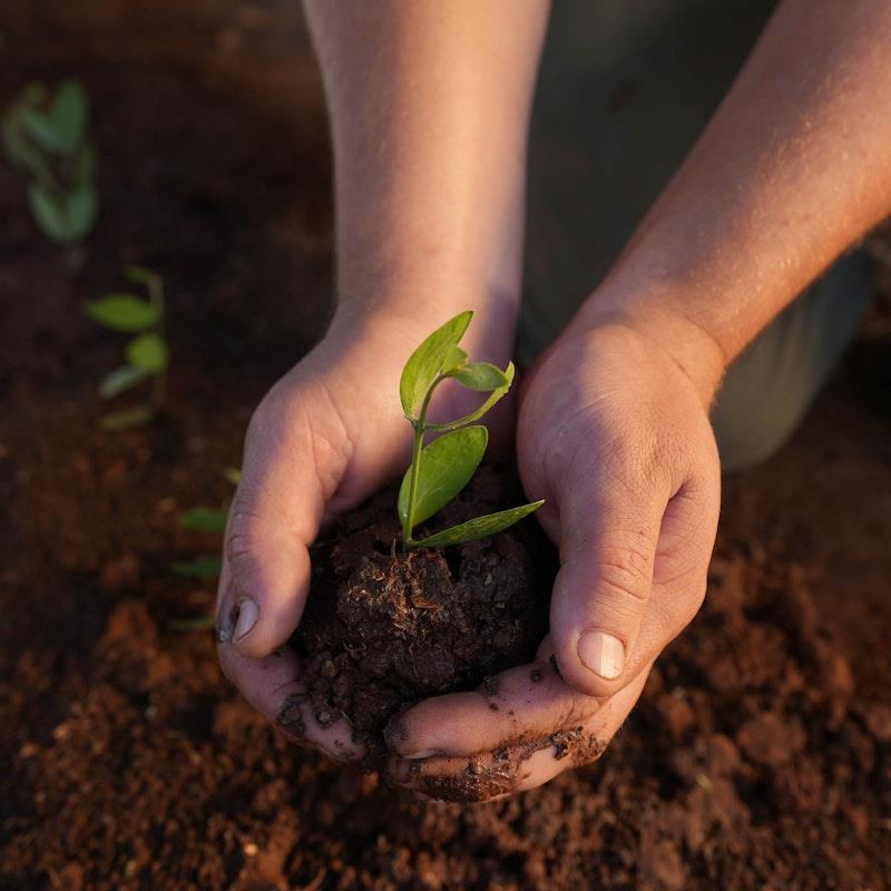 The Jojoba Company Australian Jojoba - 250ml