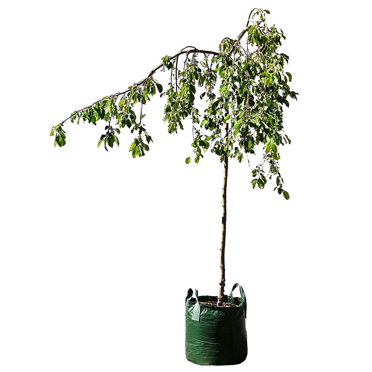 Malus Wandin Pride Trees 6 x 75L