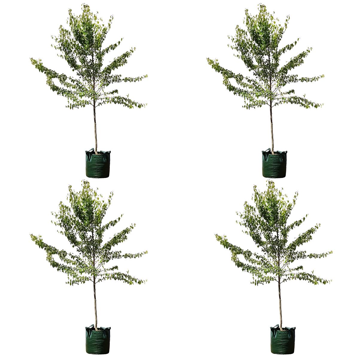 Snow Pear Trees 4 x 100L