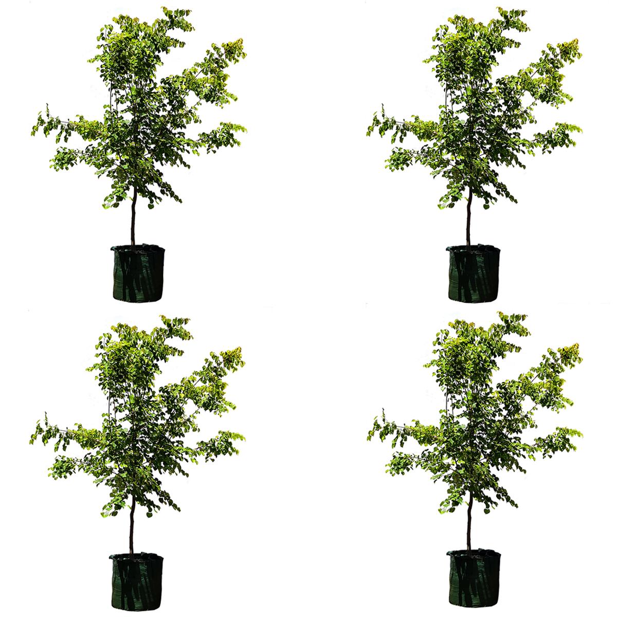 Winter Orange Trees 4 x 100L