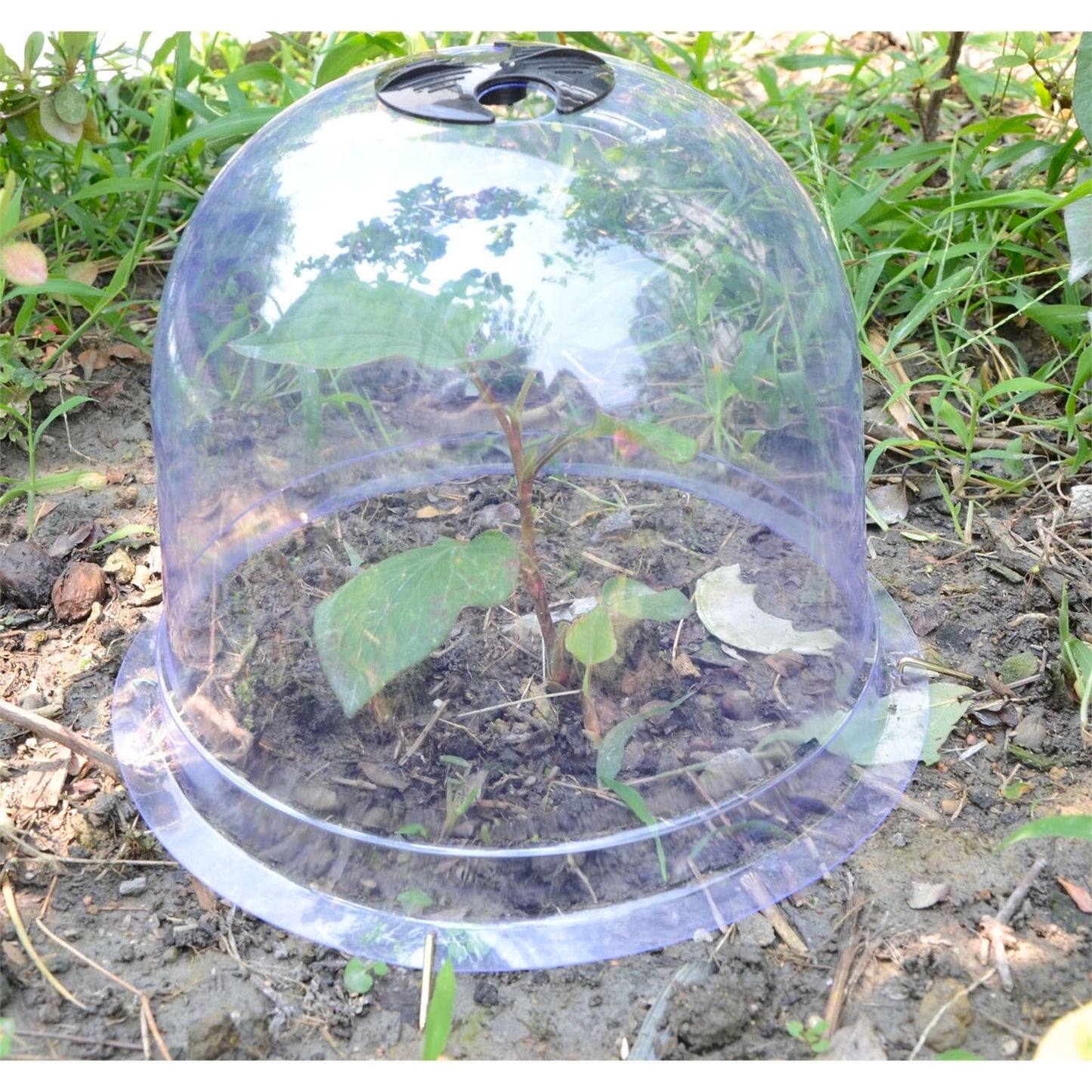 Saxon Small Plant Protection Dome