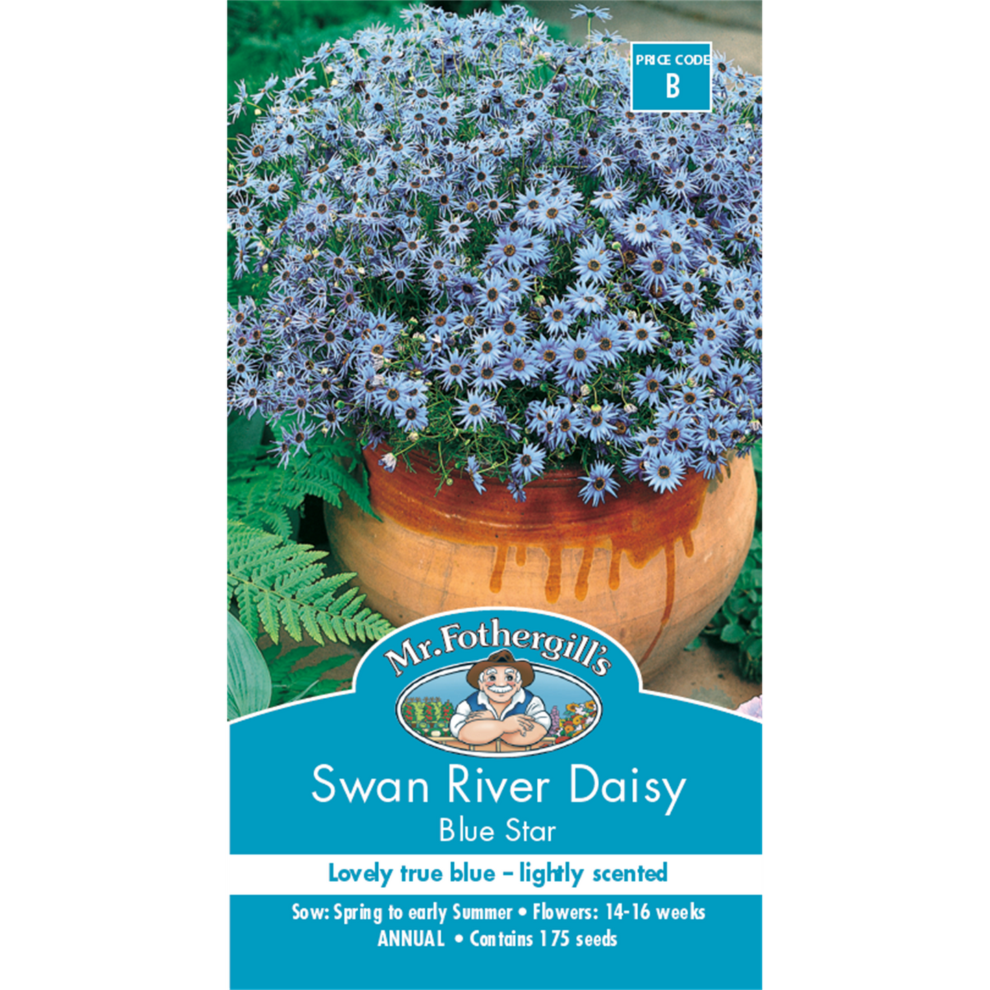 Mr Fothergill Swan River Daisy Seeds - Blue
