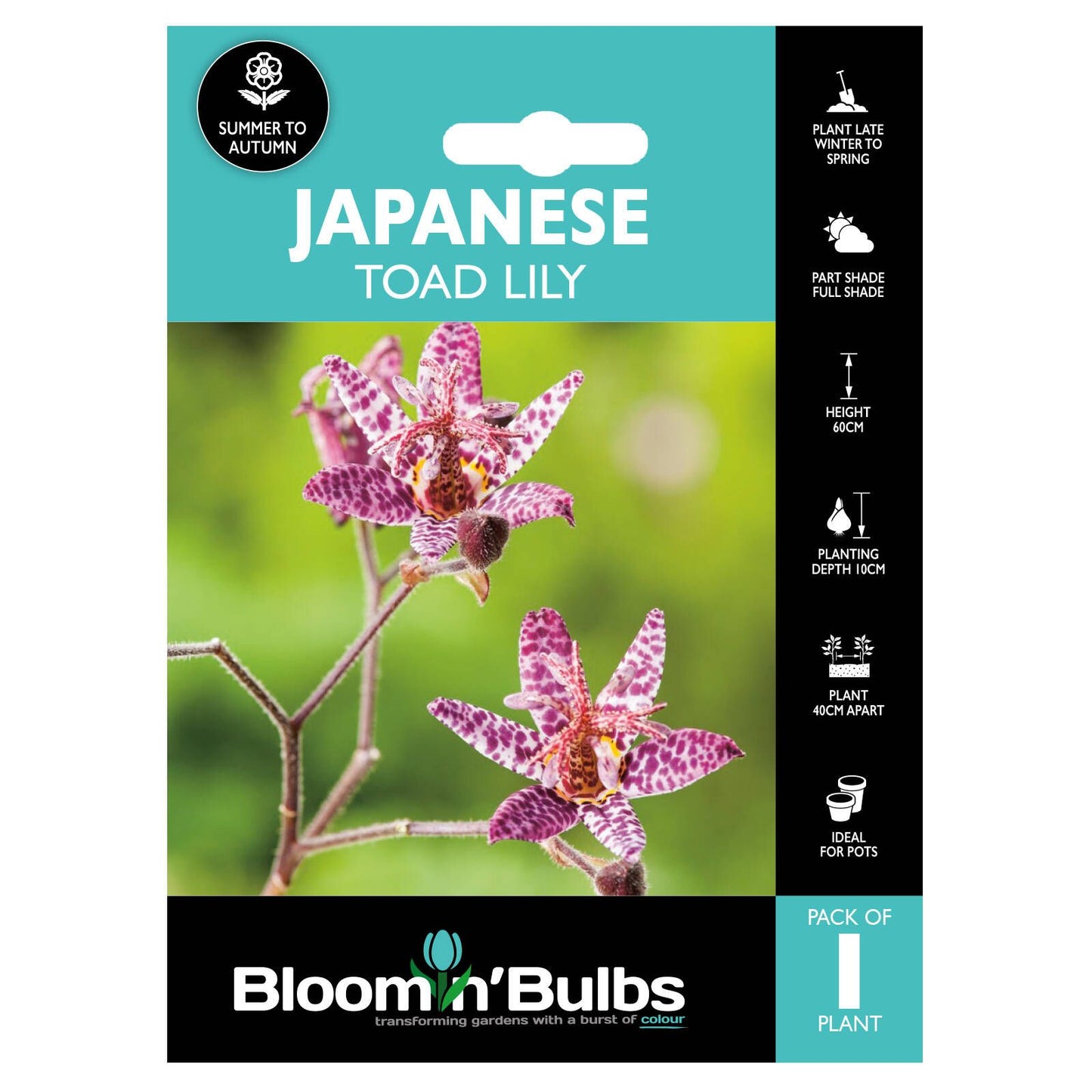Bloomin Bulbs Toad Lily - 1 Pack