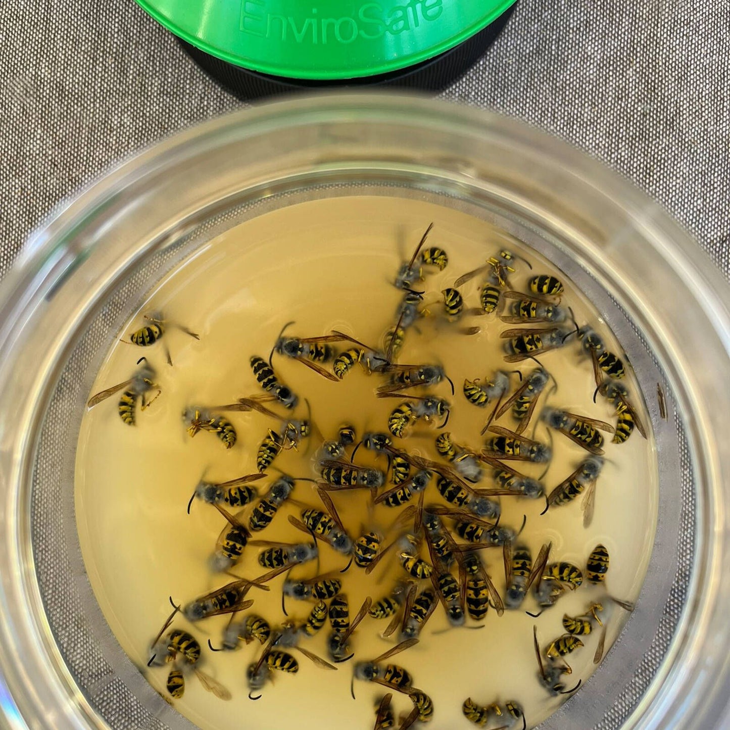 Envirosafe European Wasp Bait Refill - 2 Pack