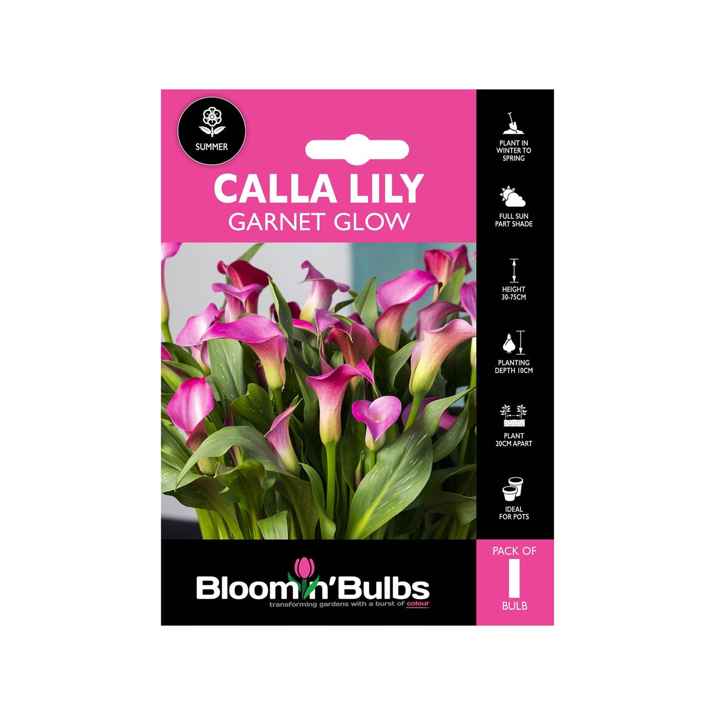 Bloomin Bulbs Calla Lily Garnet Glow - 1 Pack