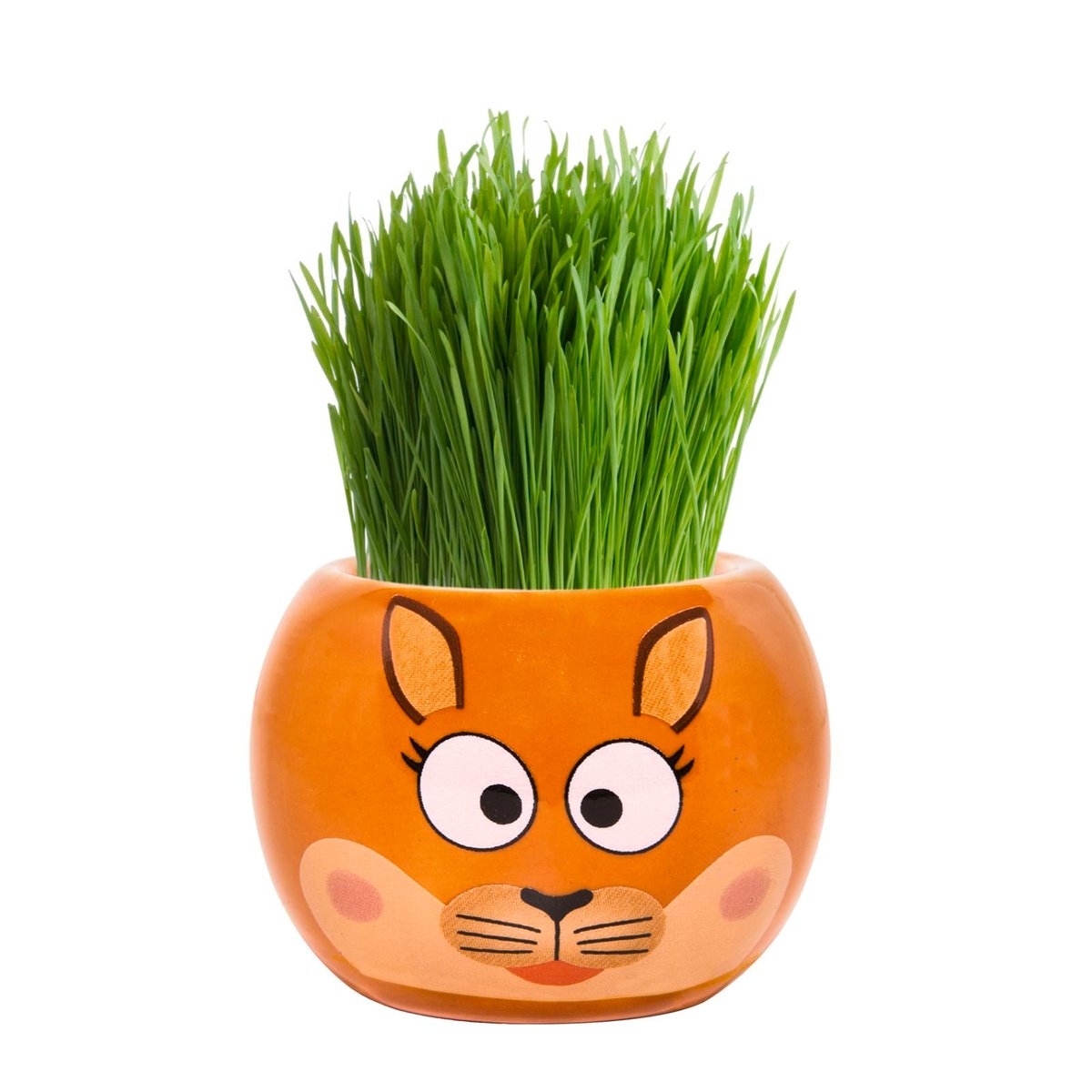 Mr Fothergill Kangaroo Grass Hair Kit - 60mm - Easy To Grow - Fun