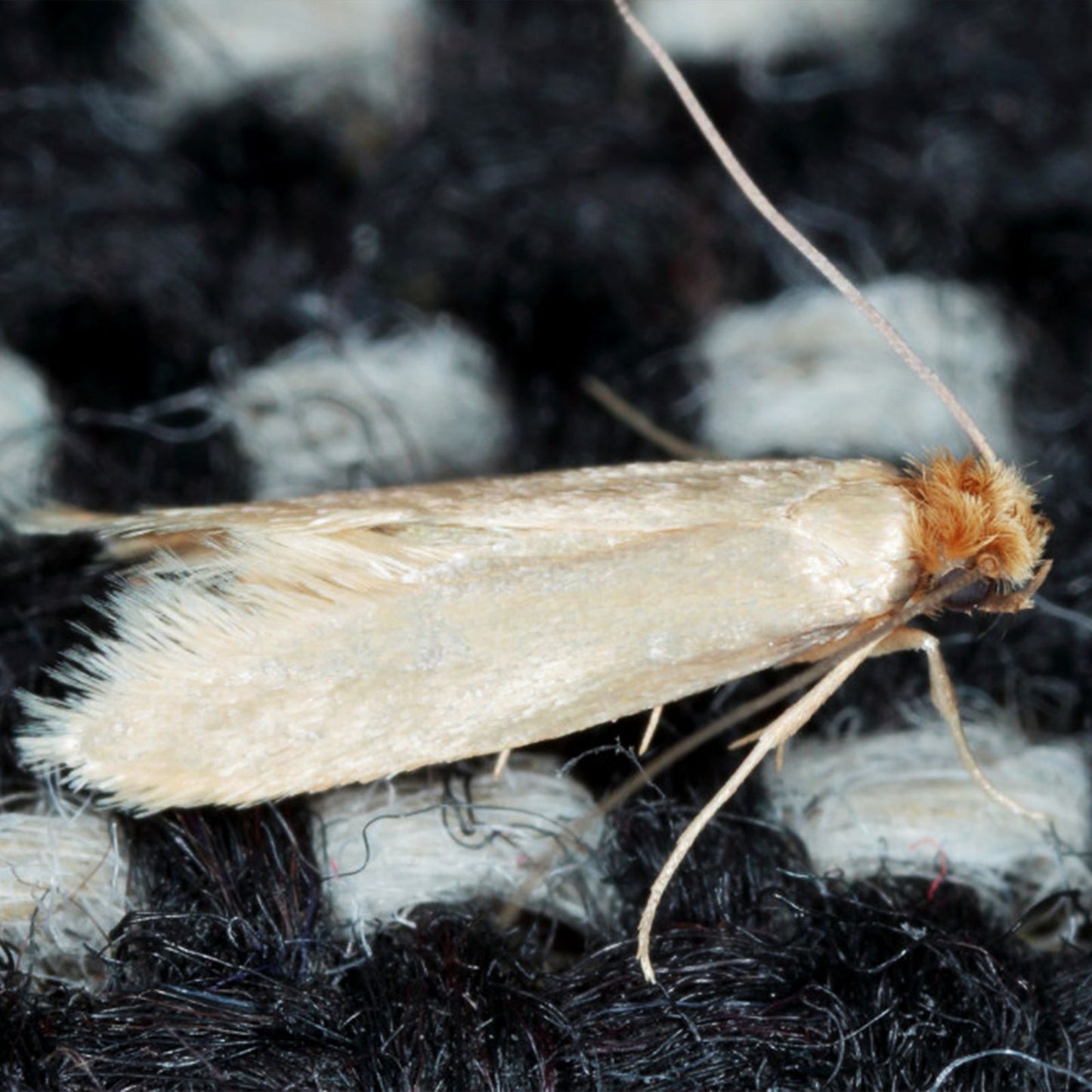 Envirosafe Professional Clothes Moth Trap