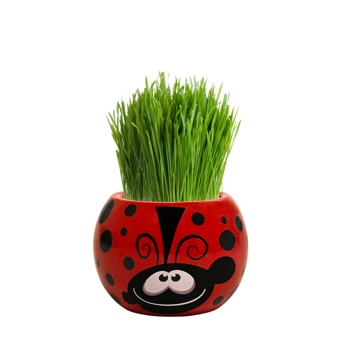 Mr Fothergill Grass Hair Ladybug Grow Kit - 60mm x 47mm x 60mm