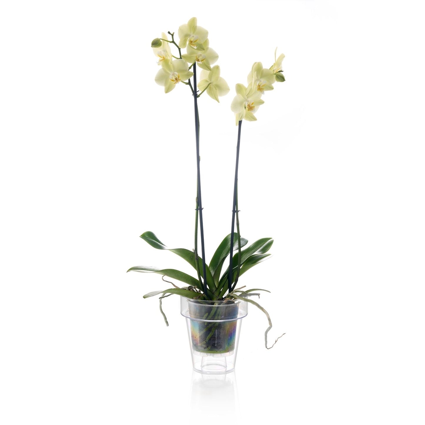 Eden Orchid Planter - 15cm