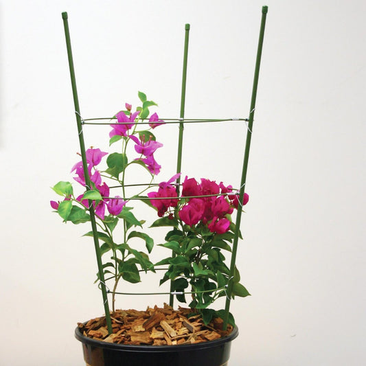 Jack 3-Ring Flower Frame