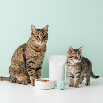 Cat & Kitten