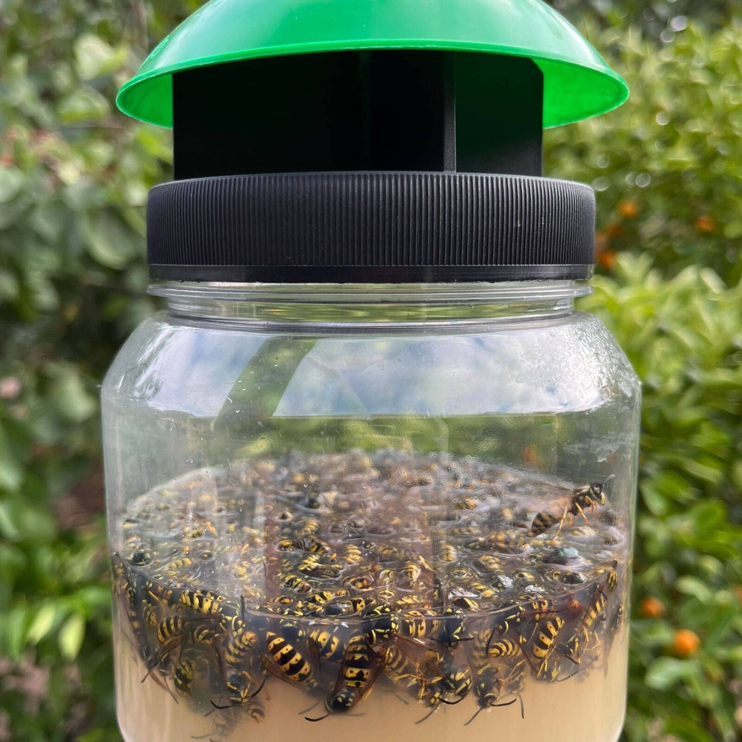 Envirosafe European Wasp Trap