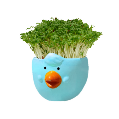 Mr Fothergill's Cress Chick Grow Kit - Assorted