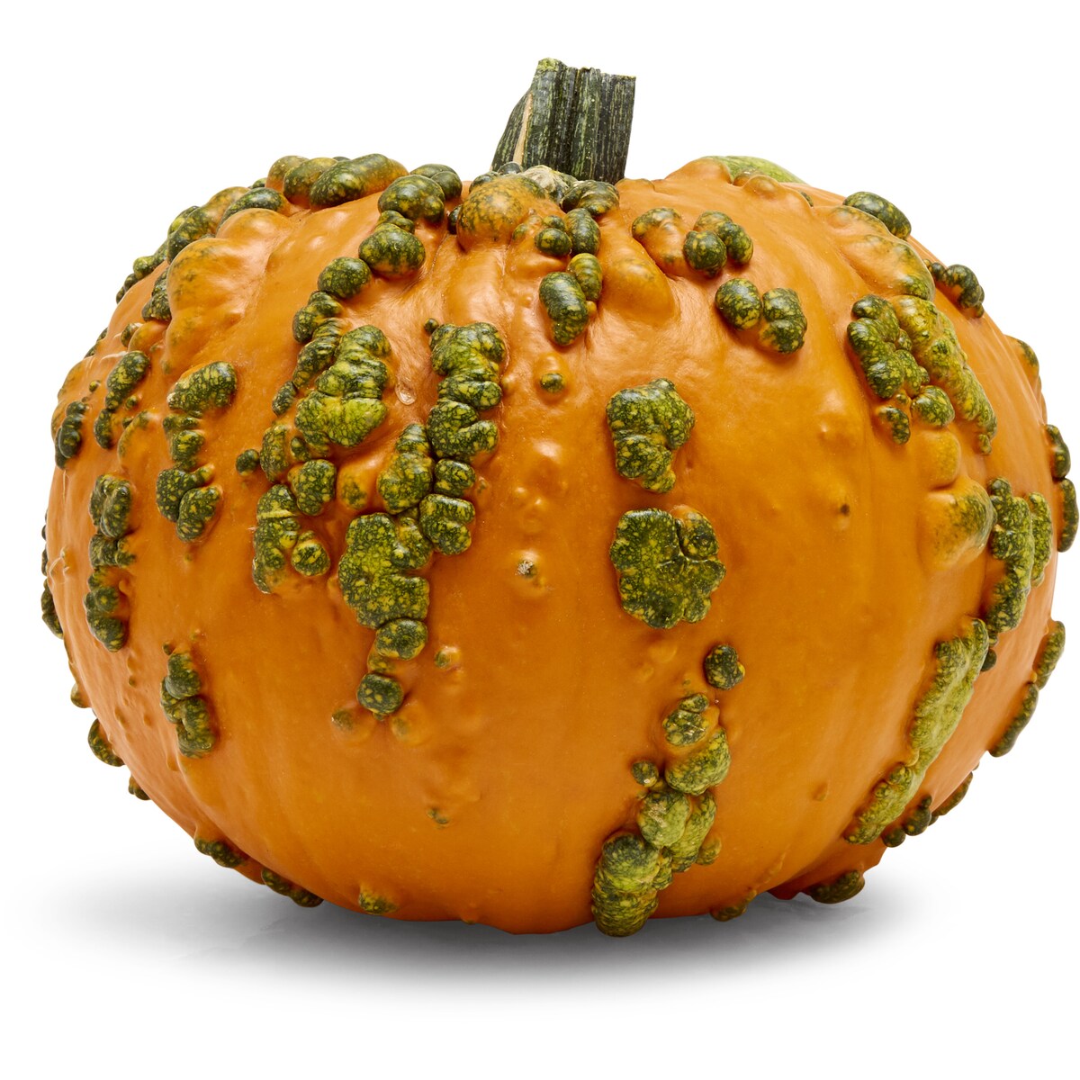 Whole Halloween Warty Goblin Pumpkin Each