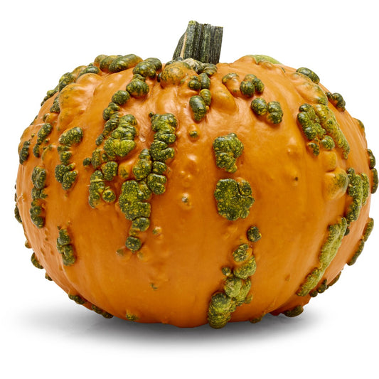Whole Halloween Warty Goblin Pumpkin Each