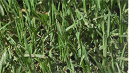 Yates Buffalopro Hose on Lawn Weed Killer - 4L