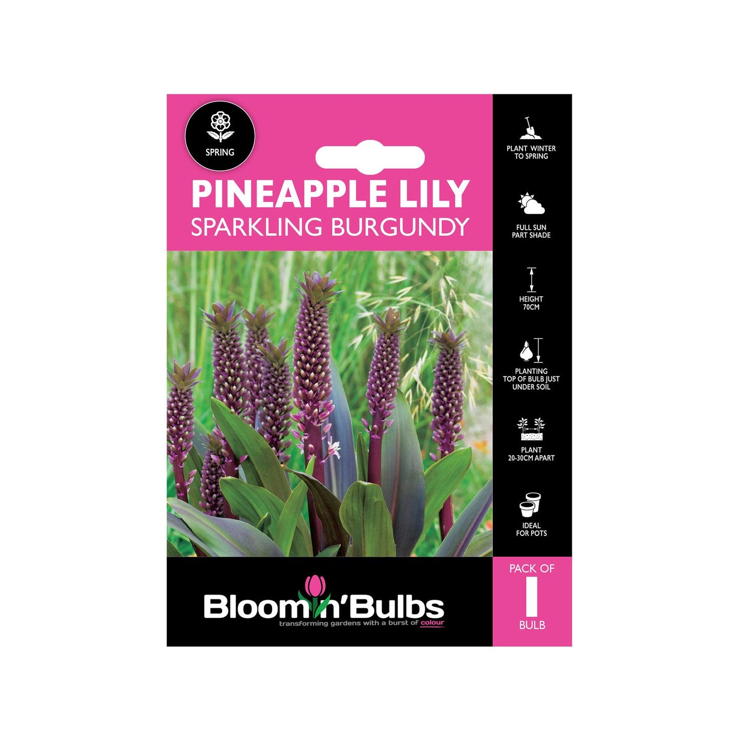 Bloomin Bulbs Pineapple Lily Sparkling Burgundy - 193 x 130mm