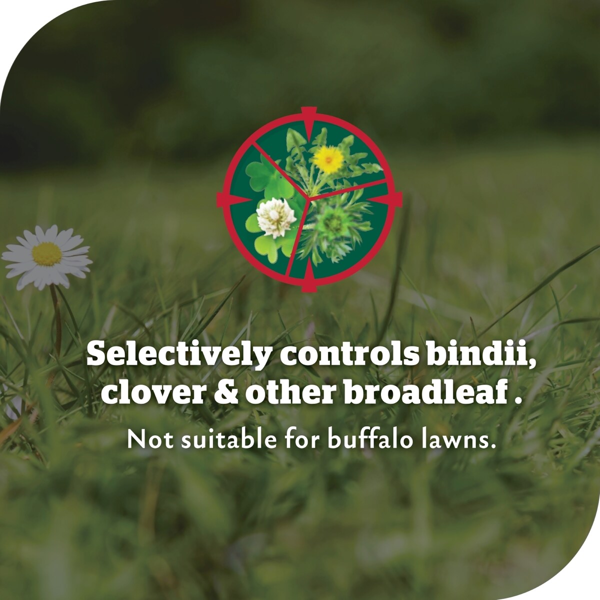 Yates Bindii & Clover Weeder Killer 500ml