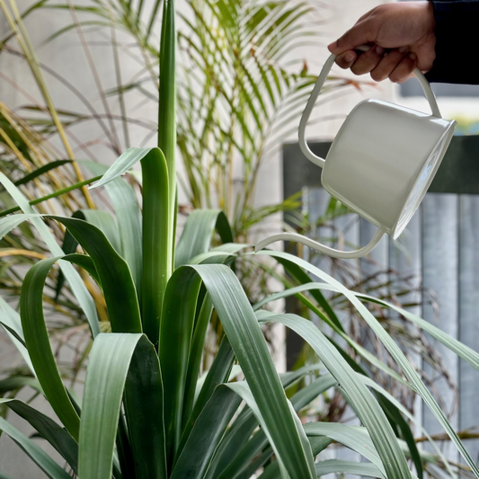 Rapid Watering Can - 0.9L - Ivory