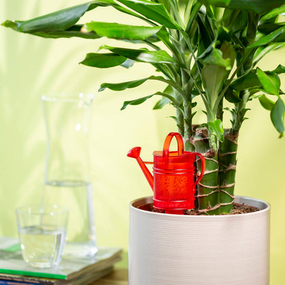 Scheurich Self-Watering Accessory - 12.5 x 6.5cm - Red