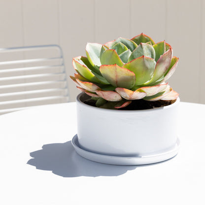 Northcote Pottery Ava Succulent Pot with Saucer - 20cm - 3L - White