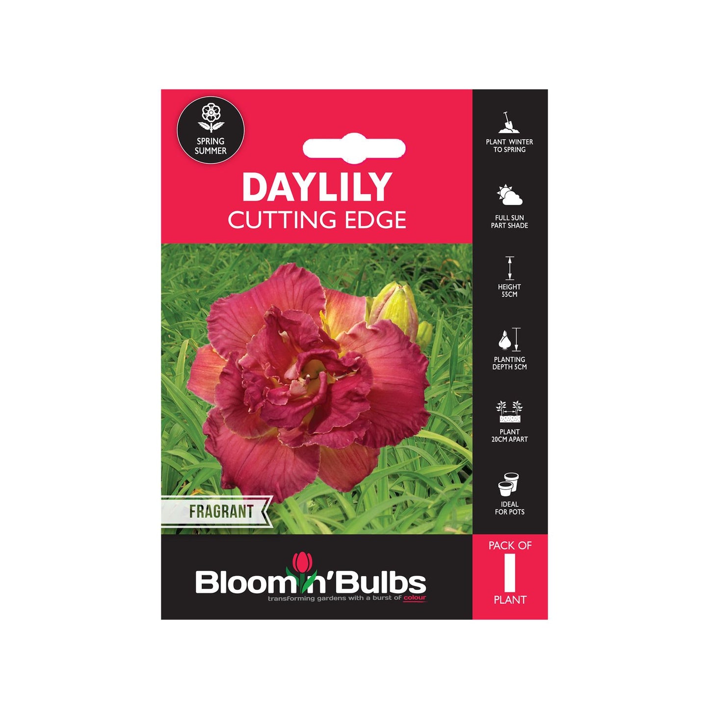 Bloomin Bulbs Summer Red Daylily - 193 x 130 x 60mm