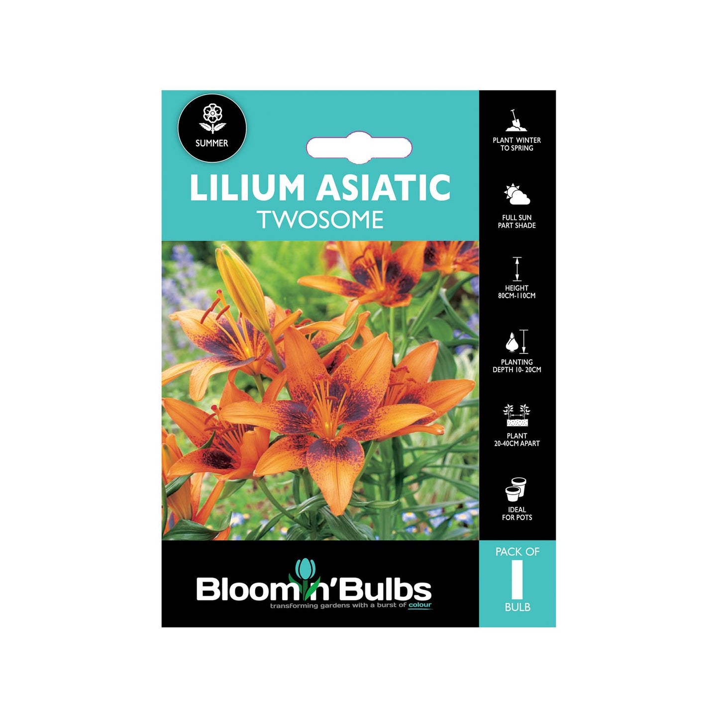 Bloomin Bulbs Lilium Asiatic Twosome - 193 x 130 x 60mm
