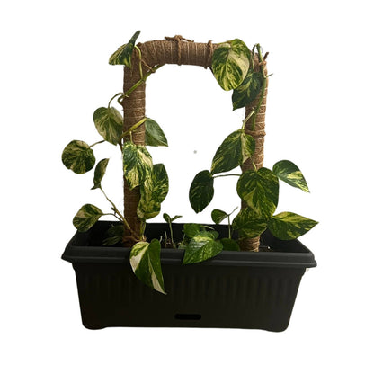 Pillar U Shape Coco Trellis Stake - 25 x 50cm
