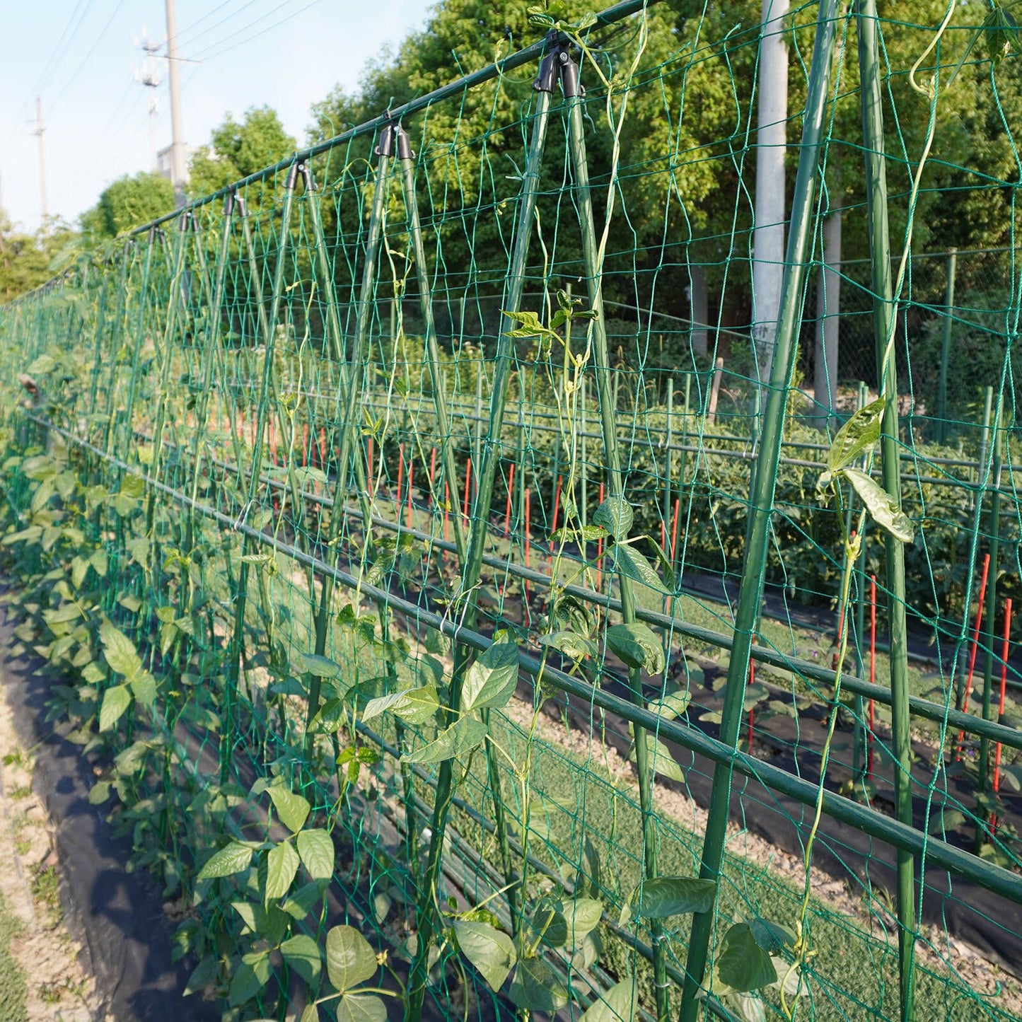 Jack Trellis Netting - 1.8 x 2.7m - Green